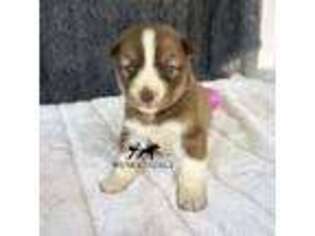 Siberian Husky Puppy for sale in Sanford, NC, USA