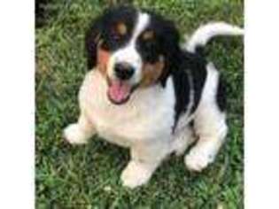 Mutt Puppy for sale in Woodson, IL, USA