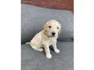 Goldendoodle Puppy for sale in Fairfield, CA, USA