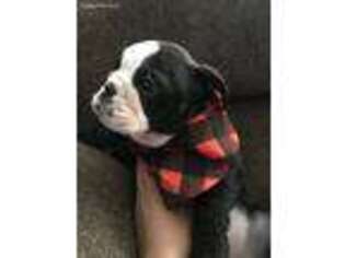Bulldog Puppy for sale in Reedley, CA, USA