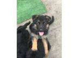 German Shepherd Dog Puppy for sale in Trenton, TX, USA