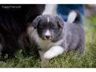 Border Collie Puppy for sale in Valley View, TX, USA