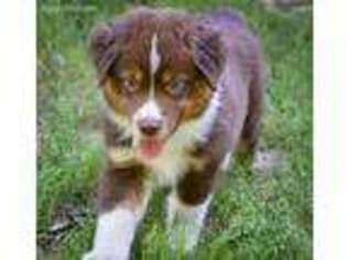 Australian Shepherd Puppy for sale in Whiteville, NC, USA