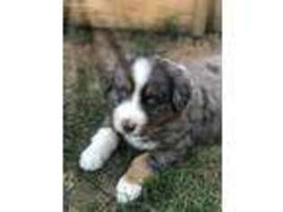Australian Shepherd Puppy for sale in Moore, TX, USA