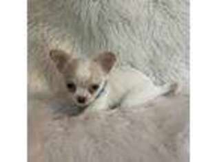 Chihuahua Puppy for sale in Starr, SC, USA