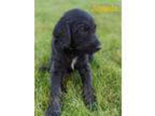 Labradoodle Puppy for sale in Colville, WA, USA