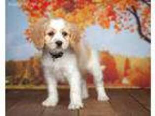Cavachon Puppy for sale in Saint Joe, IN, USA