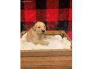 Golden Retriever Puppy for sale in Waterford, VT, USA