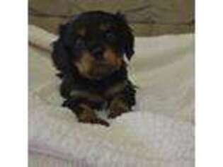 Cavalier King Charles Spaniel Puppy for sale in Inez, TX, USA