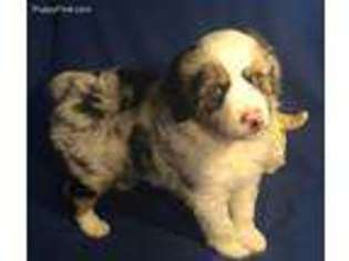 Miniature Australian Shepherd Puppy for sale in Center Ridge, AR, USA