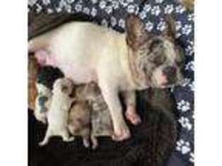 French Bulldog Puppy for sale in Spencerport, NY, USA