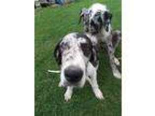 Great Dane Puppy for sale in Hustonville, KY, USA