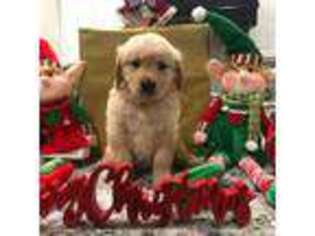 Golden Retriever Puppy for sale in Burleson, TX, USA