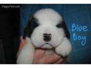 Saint Bernard Puppy for sale in Munger, MI, USA