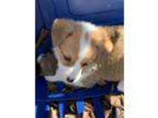 Pembroke Welsh Corgi Puppy for sale in Meggett, SC, USA