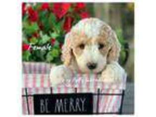 Labradoodle Puppy for sale in Groveland, FL, USA