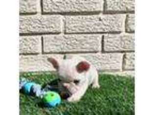 French Bulldog Puppy for sale in El Campo, TX, USA