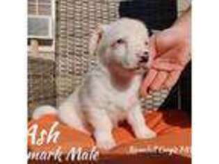 Cardigan Welsh Corgi Puppy for sale in Lynden, WA, USA