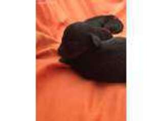 Mutt Puppy for sale in Winthrop, WA, USA
