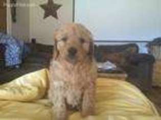 Goldendoodle Puppy for sale in Scandinavia, WI, USA