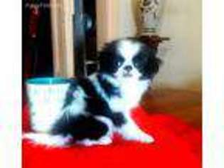 Mutt Puppy for sale in Carbondale, PA, USA