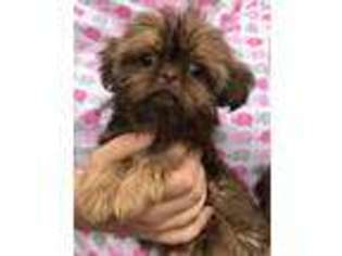 Mutt Puppy for sale in Keene, NH, USA