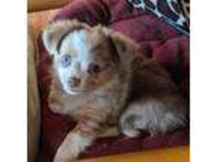 Chihuahua Puppy for sale in Casper, WY, USA