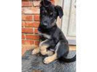 German Shepherd Dog Puppy for sale in Duncan, OK, USA