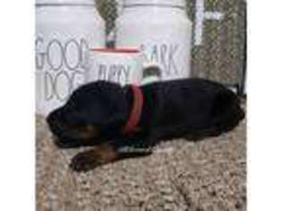Doberman Pinscher Puppy for sale in Corinne, UT, USA