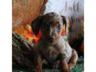 Dachshund Puppy for sale in Rome City, IN, USA