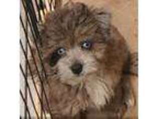 Mutt Puppy for sale in Jefferson City, TN, USA