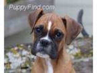 Boxer Puppy for sale in Wentworth, MO, USA