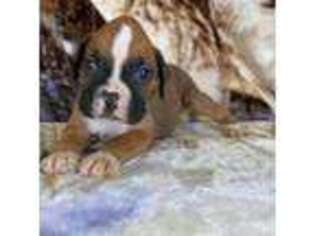 Boxer Puppy for sale in Fallbrook, CA, USA