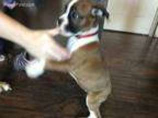 Boxer Puppy for sale in Swanton, VT, USA