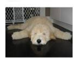 Goldendoodle Puppy for sale in Forney, TX, USA