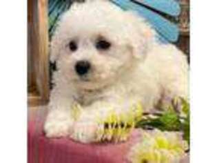 Bichon Frise Puppy for sale in Shipshewana, IN, USA