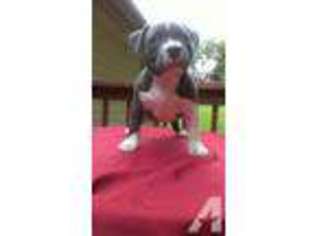 Mutt Puppy for sale in LAKE SAINT LOUIS, MO, USA