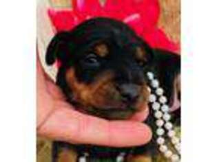 Miniature Pinscher Puppy for sale in Tulsa, OK, USA