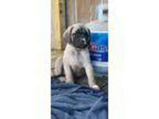 Mastiff Puppy for sale in Oak Grove, MO, USA