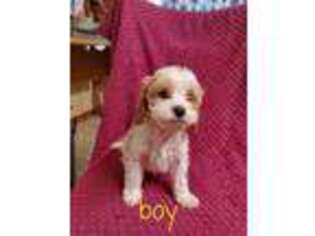 Cavapoo Puppy for sale in Golden Valley, AZ, USA