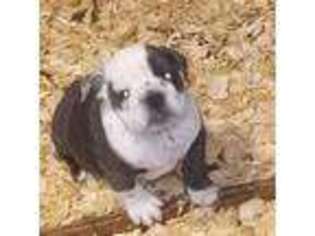 Bulldog Puppy for sale in Urbana, MO, USA