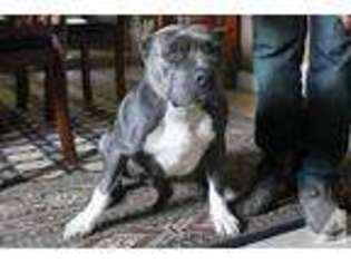 American Pit Bull Terrier Puppy for sale in SACRAMENTO, CA, USA
