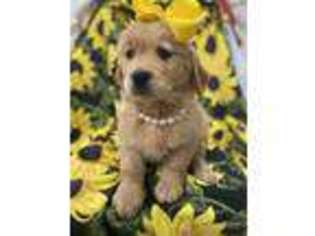 Golden Retriever Puppy for sale in Merritt Island, FL, USA