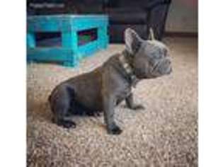 French Bulldog Puppy for sale in Marcus, IA, USA