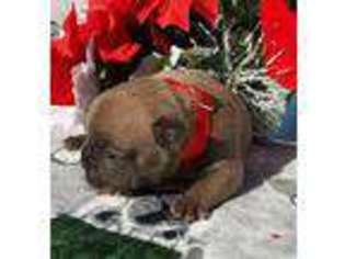 French Bulldog Puppy for sale in Jemison, AL, USA