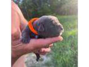 Cane Corso Puppy for sale in Madison, WI, USA