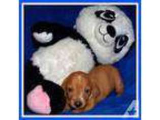 Dachshund Puppy for sale in NEW WAVERLY, TX, USA