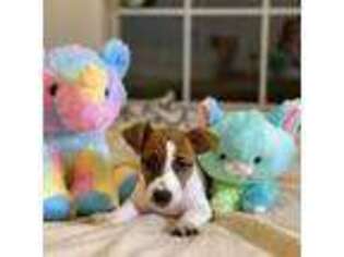 Jack Russell Terrier Puppy for sale in Plano, TX, USA