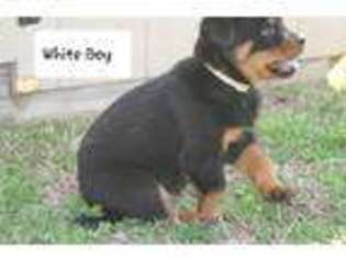 Rottweiler Puppy for sale in Sallisaw, OK, USA