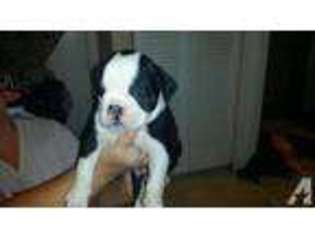 Bulldog Puppy for sale in MECHANICSVILLE, MD, USA